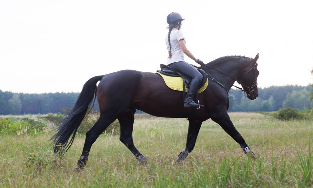 セントレ宇都宮ホテル 観光地案内 那須りんどう湖レイクビュー 乗馬